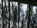 20111016-399-reflection-trees