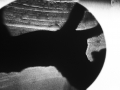 20080130-059-globe-horse-bw