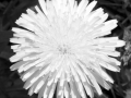dandelion-113-bw