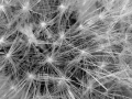 dandelion-seeds-134-bw