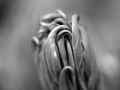 peony-shoot-159-bw