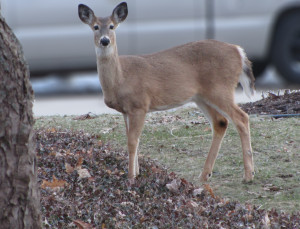 20140317 - 010 Deer bokah cropped