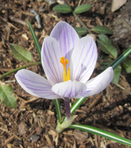 20140409 - 024 white blue crocus cropped