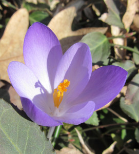 20140409 - 026 blue crocus cropped